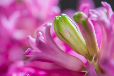 Makro sümbül çiçek