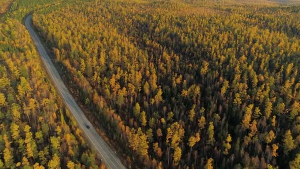 Aerial above epic suburban track road, lonely car driving through autumn endless yellow larch Siberia forest Taiga. Russia scenic sunrise warm light nature landscape. Sunny. Drone professional motion — Stock Footage Aerial Epic Suburban Track Road Lonely Car Driving Autumn Endless Video Clip