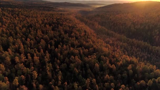 From great height beautiful orange sunset sun rays natural landscape Taiga Siberia unique larch forest. Open space Tundra Buryatia wood. Morning mystical fog. Open space horizon. Travel expedition — Stock Footage Great Height Beautiful Orange Sunset Sun Rays Natural Landscape Taiga Stock Footage