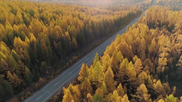 Aerial backward asphalt road track goes through unique autumn yellow larch christmas tree forest. One car goes fast. Dawn orange warm light. Siberia Russia country beautiful landscape. Travel tourism — Stock Footage Aerial Backward Asphalt Road Track Goes Unique Autumn Yellow Larch Royalty Free Stock Footage