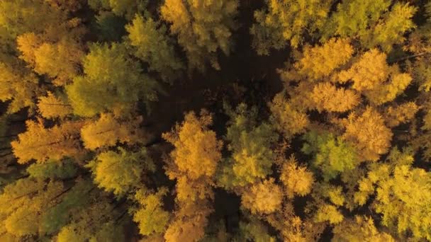 Dronel top down yellow larch autumn beautiful Siberia Taiga coniferous forest. Tall spruce trees sharp tops untouched nature landscape. Dark impassable tug wood. Sunny day. Russia. Aerial stock film — Stock Footage Dronel Top Yellow Larch Autumn Beautiful Siberia Taiga Coniferous Forest Royalty Free Stock Video