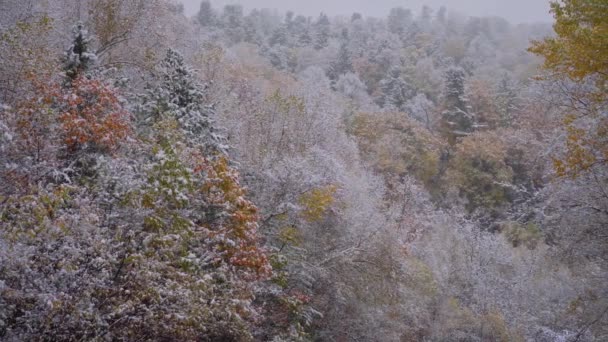 Gimbal professional film fabulous frozen autumn colorful forest heavy snowfall, white snowflakes quickly fly and fall on trees inside thicket. Unique weather condition natural North 4K footage — Stock Footage Gimbal Professional Film Fabulous Frozen Autumn Colorful Forest Heavy Snowfall Royalty Free Stock Footage