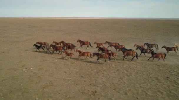 Beeindruckende Wildtiere lassen eine große Herde von Pferden im Galopp in Zeitlupe durch Steppenstaub laufen, der unter Hufen hervorlugt. Freies Weiden, Freiheit, Stärke, Macht. Emotionaler inspirierender Film