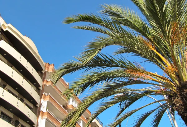 Palmboom, blauwe hemel, building — Stockfoto