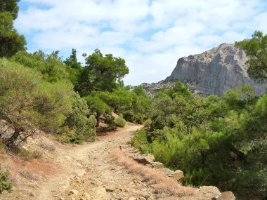 Kırım 'da orman yolu