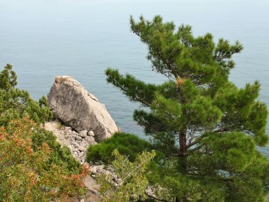 Karadeniz üzerinde çam. Sonbahar Kırım