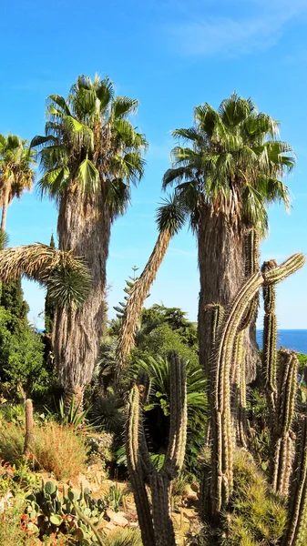 Palm trees and cactus in the botanical garden of Blanes — Stock Photo, Image