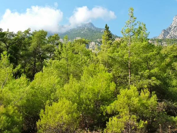 Lasów w górach Taurus w Turcji — Zdjęcie stockowe
