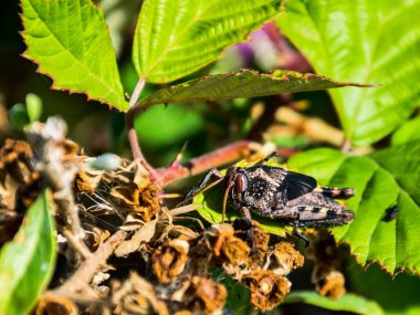 Kırım ormanındaki yeşil yaprakların arasında çekirge (böcek). Yakın plan.