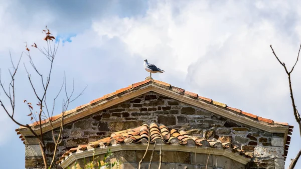 Zeemeeuw Het Dak Van Het Betegelde Dak Van Een Oud — Stockfoto