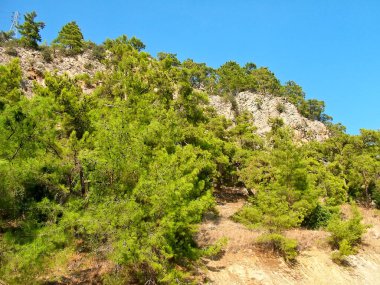 Türkiye 'nin Antalya ilinde ağaçlı kayalar