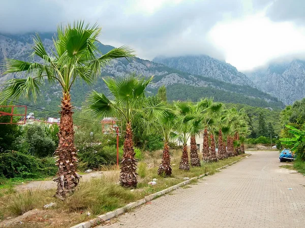 Türkiye 'nin Beldibi köyünde palmiye ağaçları