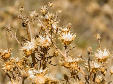 Kırım kıyısında kurumuş dikenli çalılar. Yumuşak odaklanma. Bokeh