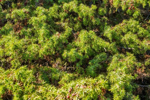Barrträd Grenar Med Gröna Nålar Bakgrund Konsistens Mjuk Inriktning — Stockfoto