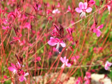 Katalonya, İspanya 'da çiçekler
