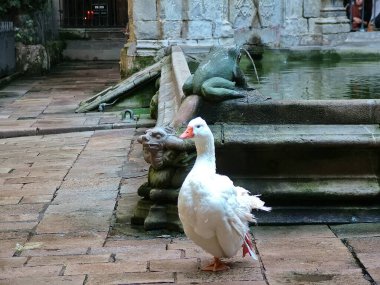 Barcelona, İspanya - 14 Ekim 2013 - Katedral 'in iç bahçesindeki 13 kazdan biri (La Katedral de la Santa Cruz y Santa Eulalia)