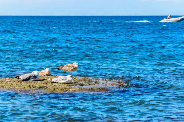 Gaviotas Arrecife Marino Lancha Rápida Distancia —  Fotos de Stock