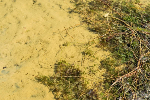 Wasseroberfläche Der Nähe Eines Sandigen Flussufers Verschiedene Algen Und Wasserpflanzen — Stockfoto