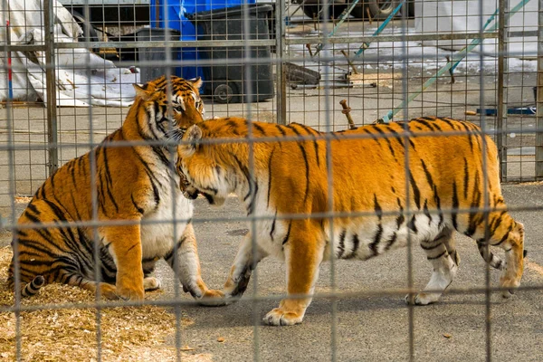 Tigers Traveling Circus Aviary — Stock Photo, Image