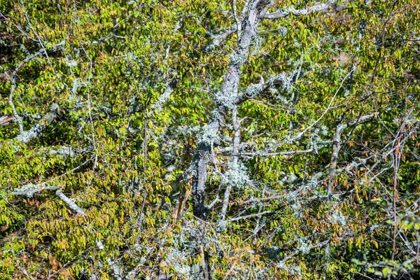 Träd Och Buskar Tät Skog Krims Berg — Stockfoto