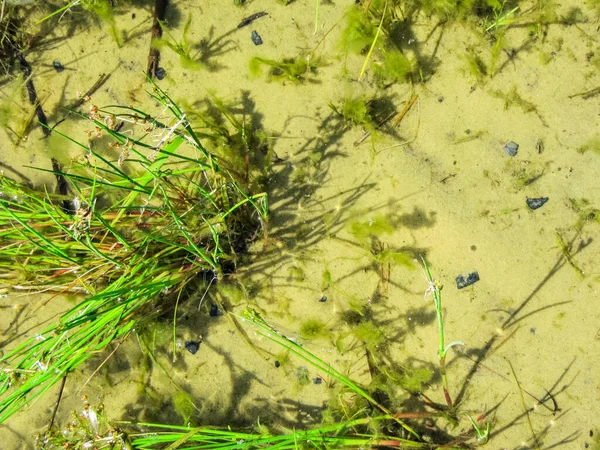 Sandiger Teichboden Ufernähe Mit Klarem Wasser Und Grüner Vegetation — Stockfoto