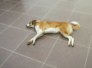 Kulağında etiket olan uyuyan bir köpek. Türkiye