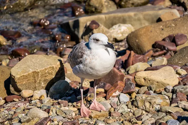 Meeuw Skalnykh Kustlijn Zwarte Zee Krim — Stockfoto