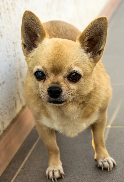 Small Light Brown Dog Looks Lens Close — Stock Photo, Image