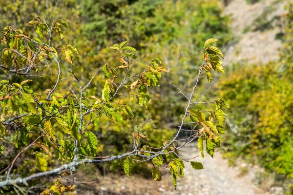 Gałąź Zielonymi Liśćmi Rozmytym Tle Krymska Jesień Górach — Zdjęcie stockowe