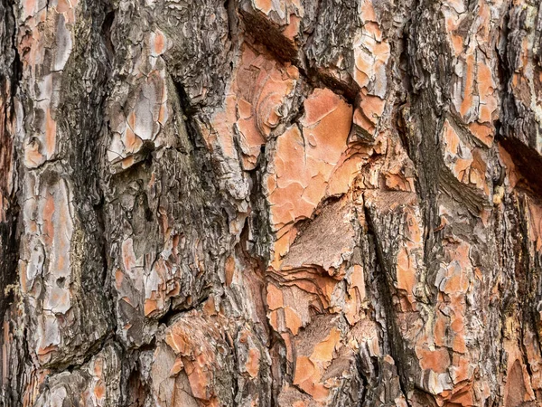 Tallkottkörtelyta Med Bark — Stockfoto