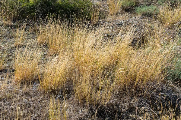 Wysoka Żółta Trawa Uszami Jesienią Podnóża Góry Perchem Wschodniej Części — Zdjęcie stockowe