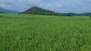 İnsanlar ağaçlarla çevrili turkuaz bir nehirde kürek çekiyorlar. Parlak su yeşil ormanla çelişiyor. Aktivitelerle dolu güneşli bir gün..