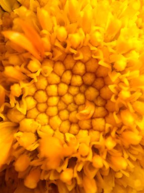 Parlak sarı bir çiçeğin yakın görüntüsü taç yapraklarındaki karmaşık desenleri ve merkezdeki yapıyı gösteriyor. Gün ortasında bahçede beliriyor..