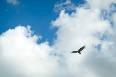 Mavi gökyüzünde beyaz kabarık bulutlarla çevrili bir kartal uçuyor. Öğleden sonra ışığı altında zahmetsizce havada hareket ederken kanatlarını geniş bir alana yayar..