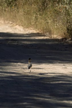 Gündüz vakti ağaçlar ve bitkilerle çevrili toprak bir patika boyunca bir kuş hareket eder. Güneş ışığı yaprakların arasından süzülüp yerde gölge desenleri oluşturur..