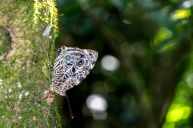 Bir kelebek yeşil ormandaki bir ağacın gövdesine tünemiştir. Güneş ışığı yaprakların arasından süzülerek yumuşak bir odak arkaplanı oluşturur. Kelebek, kanatlarında eşsiz desenler sergiler..