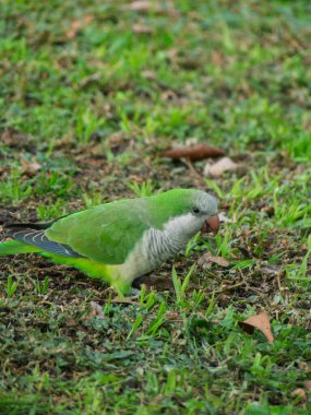 Yeşil bir papağan çimlerin arasında yiyecek ararken görülür. Küçük yapraklar ve dallar kuşu çevreleyip toprağı gagalarken.