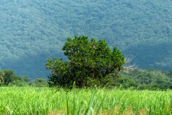 Geniş yeşil bir arazinin ortasında büyük bir ağaç bulunmaktadır. Dağlar arka planda berrak bir gökyüzünün altında yükselirken, uzun çimenler ağacı sarıyor..