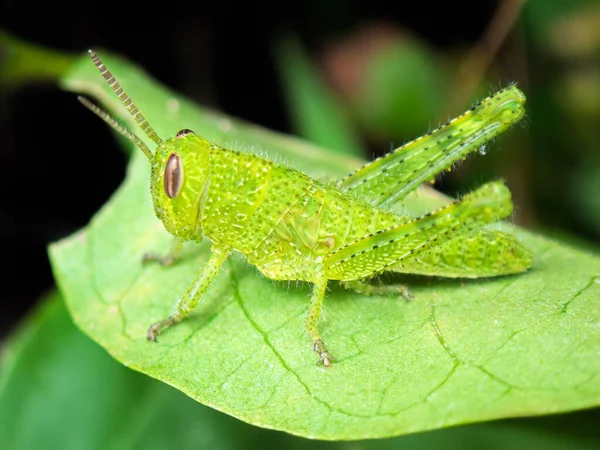 Bahçedeki bir yaprağın üzerinde yeşil bir çekirge yatıyor. Güneş batarken etrafa bakınıyor. Yakınlardaki bitkiler, bir bahar gününün yaşamını yakalıyor..