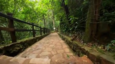 Bir insan ormanda taş bir yolda yürür. Yolu çevreleyen uzun ağaçlar. Güneş ışığı yaprakların arasından süzülür. Son yağmurdan dolayı toprak nemli..