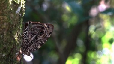 Tropik bir ormandaki bir ağacın kabuğunda dinlenen bir kelebek görülüyor. Güneş ışığı yaprakların arasından süzülerek ilginç bir zemin oluşturuyor. Doğa bu ortamda gelişir..