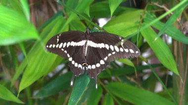 Bir kelebek, uzun bitkilerle çevrili yeşil bir yaprağın üzerinde dinlenir. Kelebeğin beyaz lekeli koyu renkli kanatları vardır. Hafif meltemde yavaşça sallanır.