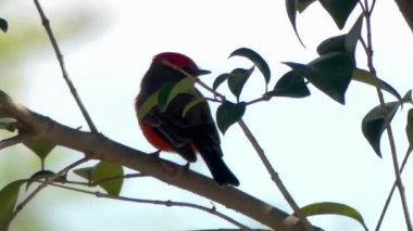 Bir kuş yeşil yaprakların arasında bir dalda sessizce oturur. Dekor, dalların arasından süzülen güneş ışığını gösteriyor. Bu an doğanın güzelliğini yakalar..