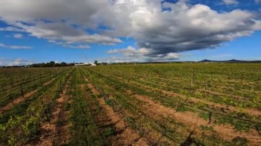 Kaliforniya üzüm bağlarında üzüm bağları düzenli sırada yetişir. Güneş öğleden sonra gökyüzünde parlıyor. İşçiler bitkilerle ilgilenirken birkaç bulut havada süzülüyor..