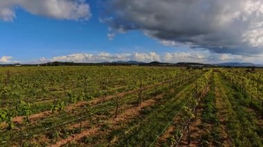 Üzüm ağaçları, bulutlu mavi bir gökyüzünün altında tarlalar boyunca uzanıyor. Üzüm bağı tepelik bir alanda yer almaktadır. Manzara arka plandaki dağları gösteriyor..