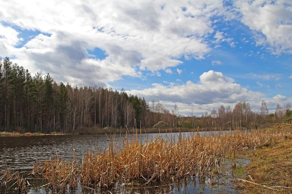 Lagoa de floresta bonita no início da primavera. Rússia Central . — Fotografia de Stock