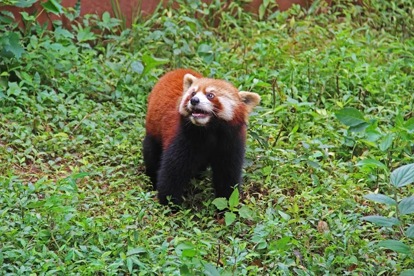 Firefox, el Panda Rojo en Chengdu, China —  Fotos de Stock