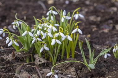Güzel beyaz bahar çiçekleri kardelen, Galanthus nivalis.