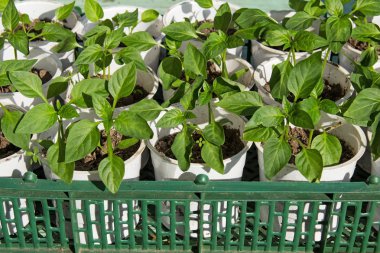 Büyüyen biber, tarıma dayalı işletme, genç Fideler biber.