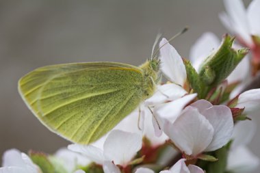 Kiraz çiçekleri Bahar Dalı üzerinde sarı kelebek.